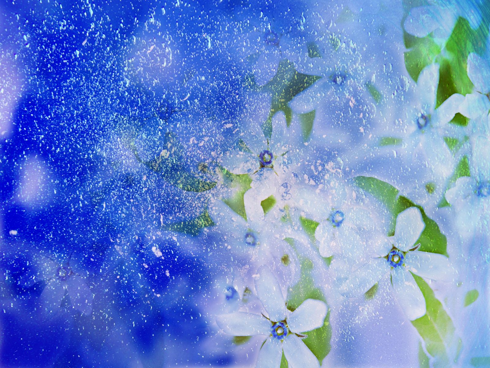 Flowers Wallpapers: Winter Flowers Wallpapers
